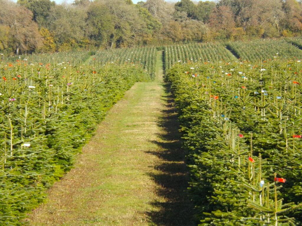 Christmas trees plantation